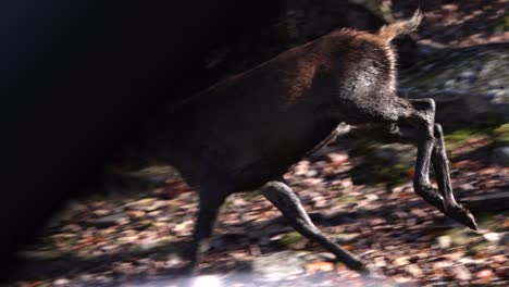 elk-calf-running-through-the-forest-as-seen-from-car-angle