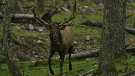 elk-bull-running-in-rain-slomo-during-rut-season