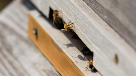 Bee-hive-entrance-closeup-in-shallow-depth-of-field