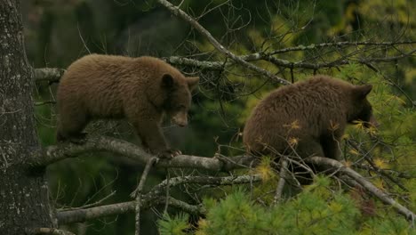 cinnamon-bear-cub-walks-along-branch-toward-sibling-slomo