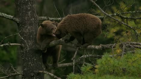 cinnamon-bear-cubs-biting-at-one-another-playfully-up-in-tree-branch
