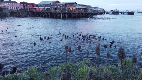 Gimbal-rising-shot-above-cattails-in-the-foreground-to-reveal-sea-lions-in-the-water-in-Monterey,-California
