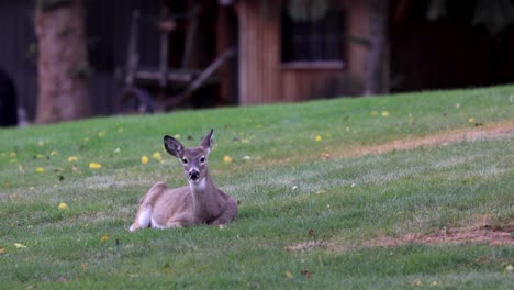 White-Tailed-Deer-Laying-in-a-Grass-Yard-Calling-out-to-Camera-4K-60fps