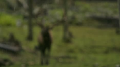elk-bull-in-the-rain-pull-focus-to-rain-in-foreground-slomo