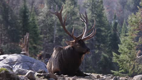 elk-bull-laying-on-sunny-rocks-while-autumn-leaves-fall-during-rutting-season