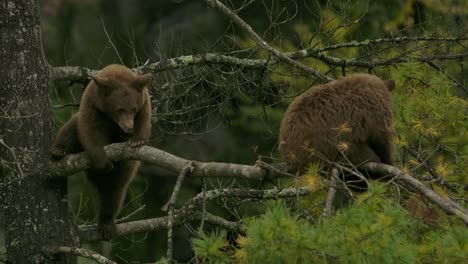 cinnamon-bear-cub-climbs-branch-in-tall-pine-tree-slomo