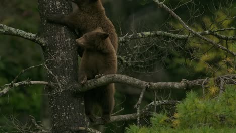 cinnamon-bear-cub-jumps-over-sibling-while-high-up-in-tree-amazing-slomo