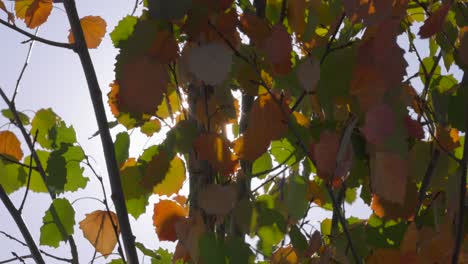 Herbstfarben-Auf-Einem-Jungen-Espenbaum,-Dessen-Blätter-Im-Wind-Wehen-Und-Die-Sonne-Von-Hinten-Hereinragt-Und-Einen-Starburst-Erzeugt