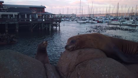 Gimbal-close-up-shot-of-sea-lions-laying-on-rocks-at-the-marina-in-Monterey,-California-at-sunset