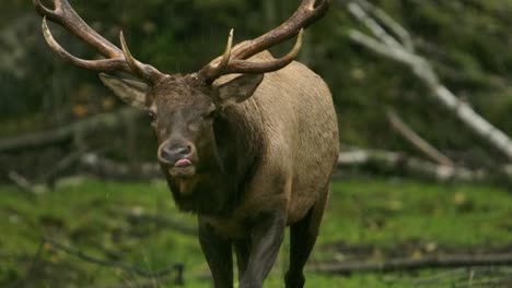 elk-bull-running-in-rain-epic-slomo-beast-jiggling-towards-you-kicking-up-mud