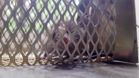 rat-caught-in-rat-cage-trap-from-different-angle-at-day