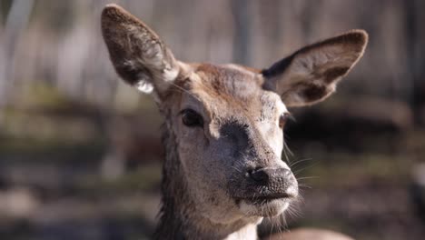 young-red-deer-closeup-nose-in-focus