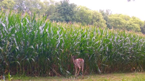 Young-whitetail-deer-eating-corn-off-of-the-stalk-in-a-field-in-late-summer-in-the-Upper-Midwest