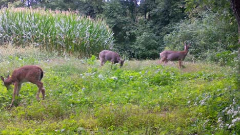 Three-deer-grazing-on-wild-radishes-in-a-food-plot-between-a-corn-field-and-the-woods-in-the-upper-Midwest-in-late-summer