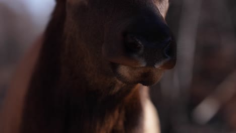 Elk-Bull-Super-Closeup-Zu-Fuß-Durch-Die-Kamera-Slomo