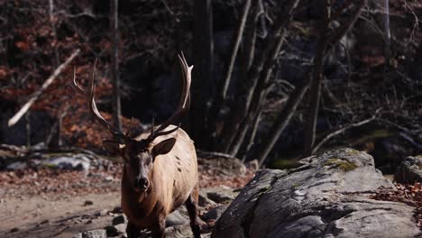 elk-bull-walking-towards-camera-slomo-fall-colors
