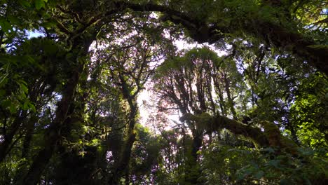 Stunning-view-of-top-of-rain-forest-with-sunlight-flooding-in,-slow-motion