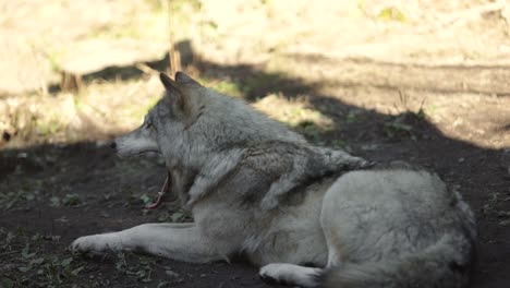 timber-wolf-yawning-slomo-sleepy-predator