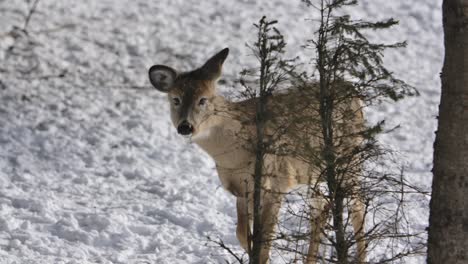whitetail-deer-reveals-itself-from-bush-slomo-winter