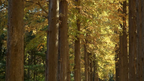 Gesäumte-Gelbe-Metasequoias-gasse-Im-Yangjae-waldpark-In-Seoul