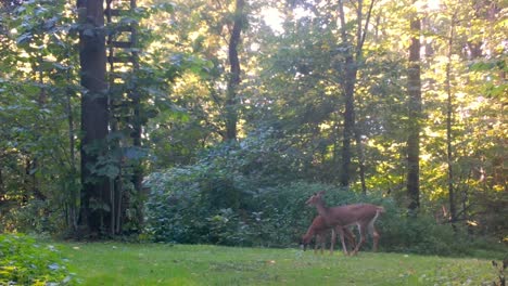 Two-young-whitetail-deer-causally-grazing-on-grass-in-a-clearing-in-the-woods