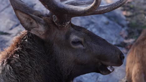 elk-bull-chewing-closeup-slomo-foamy-mouth