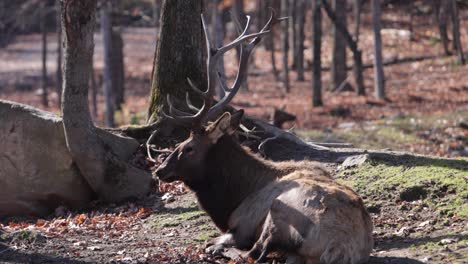elk-bull-laying-down-in-sun-raises-head-slomo