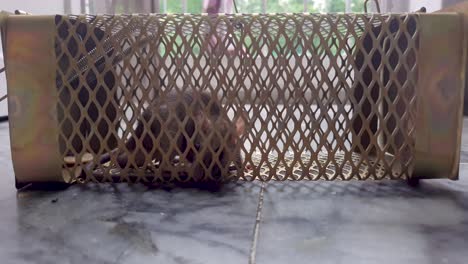 rat-caught-in-rat-cage-trap-from-different-angle-at-day