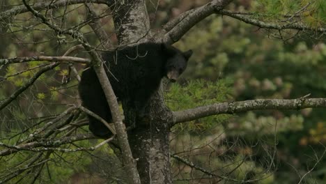 cinnamon-bear-cub-looks-at-camera-high-up-in-tree-slomo