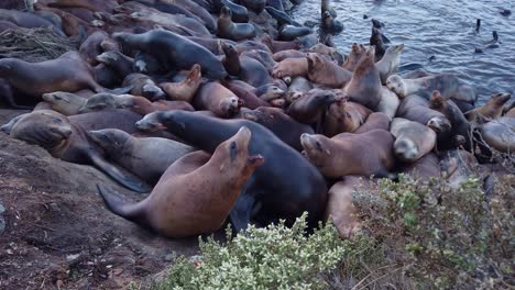 Gimbal-close-up-shot-of-numerous-sea-lions-walking-over-each-other-on-the-shoreline-in-Monterey,-California