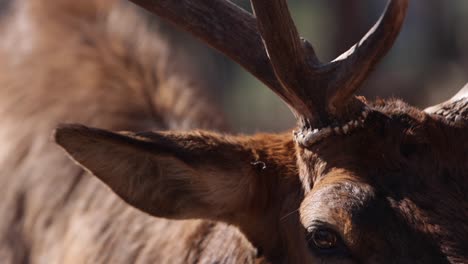 elk-bull-walk-right-into-lens-slomo