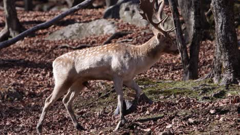 fallow-deer-buck-walking-through-autumn-forest-closeup-follow-cam-side-profile-rolling-with-animal-smooth