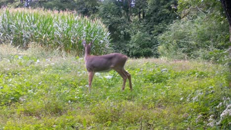Whitetail-doe-is-cautiously-grazing-on-a-food-plot-and-lifts-her-head-to-listens-assess-for-danger-in-a-food-plot-in-upper-Midwest-in-late-summer