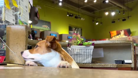 Curious-dog-in-a-pet-store-behind-a-desk,-cute-pet-looking-around