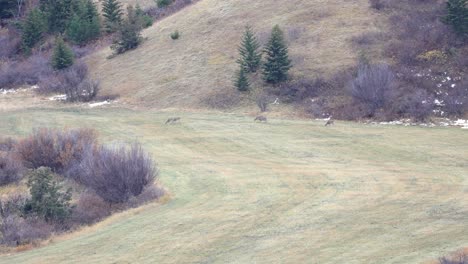 Herde-Von-Weißwedelhirschen,-Die-In-Einem-Tal-In-Bozeman,-Montana-4k-Weiden