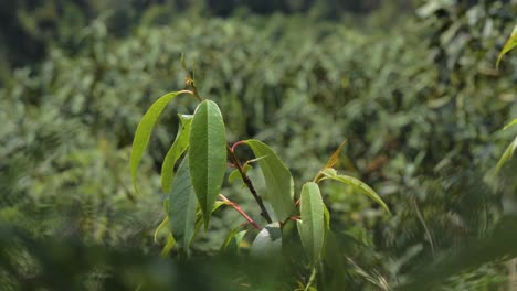 Grüne-Capuli-Blätter-Wiegen-Sich-Im-Wind-Mit-Bokeh-Laubhintergrund
