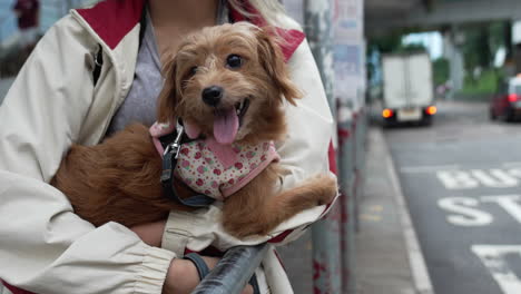 A-Girl-holding-a-brown-little-dog-standing-on-the-side-of-the-road-waiting-bus