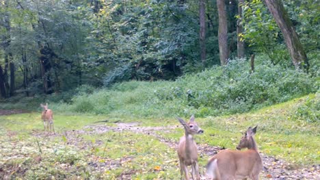 Three-young-white-tail-deer-playfully-run-down-an-incline-and-romp-in-a-clearing-in-the-woods-of-the-upper-Midwest