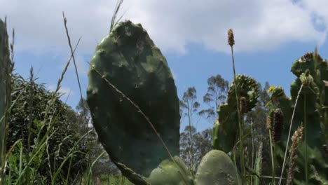 Fila-De-Plantas-De-Cactus-De-Atún