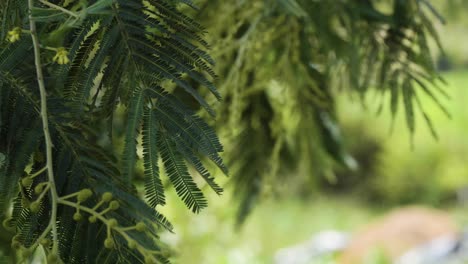 Hängende-Grüne-Blätter-Des-Akazienbaums,-Die-Sich-Sanft-Im-Wind-Wiegen