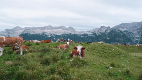 Cows-resting-on-pasture-in-mountains