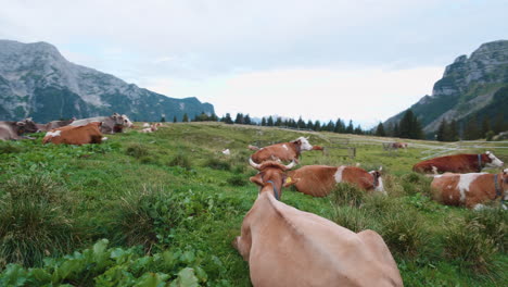 Cows-resting-on-pasture-in-mountains