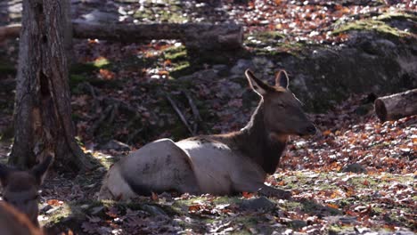 elk-female-sleeping-in-sunny-forest-slomo