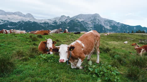 Herd-of-cows-resting-on-pasture-in-mountains