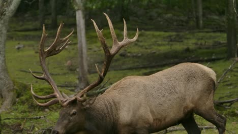elk-bull-walks-down-muddy-bank-in-rain-slomo-epic