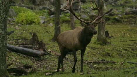 elk-bull-walks-in-the-rain-slomo