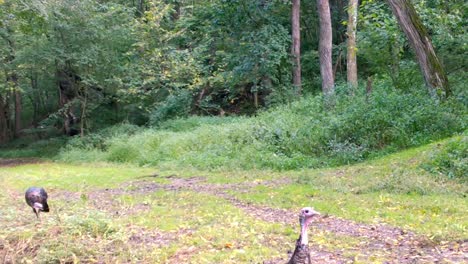 Young-male-wild-turkeys-eating-in-a-clearing-in-woods-in-upper-Midwest-in-early-autumn