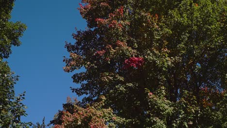 Panning-low-angle-shot-of-early-autumn-colorful-leaves-under-a-blue-sky-with-a-wide-angle-lends