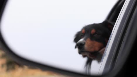 Australischer-Schäferhund,-Der-Seinen-Kopf-Aus-Dem-Autofenster-4k-Streckt