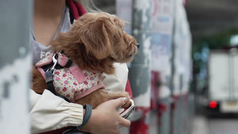 A-woman-holding-a-brown-little-dog-standing-on-the-side-of-the-road-waiting-bus